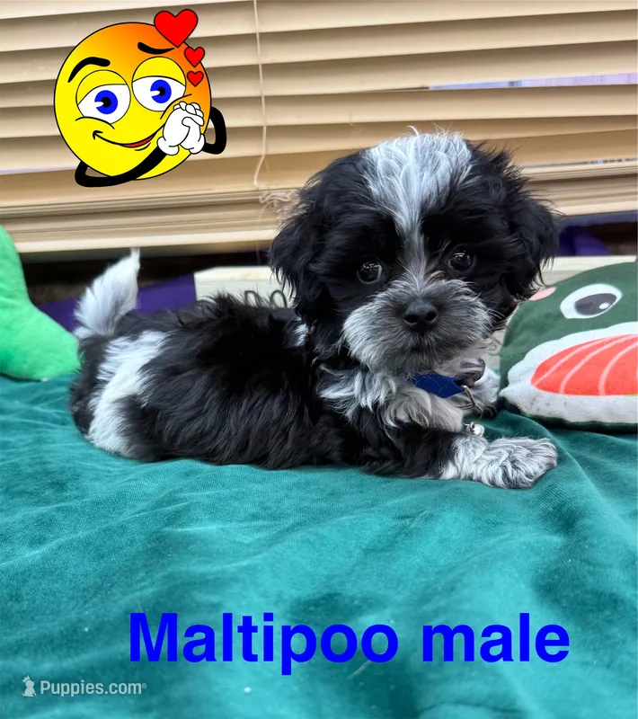Skipper – Maltipoo puppy for sale in Jacksonville, TX