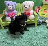 Tippy, a female Poodle - Toy  for sale in Jacksonville, TX – 2 of 3