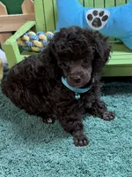 Cowboy, a male Poodle - Toy  for sale in Jacksonville, TX – 3 of 3