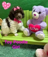 Lacy, a female Poodle - Toy  for sale in Jacksonville, TX – 2 of 2