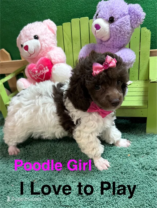 Lacy – Poodle - Toy  puppy for sale in Jacksonville, TX