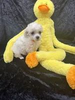 Rosco, a male Poodle - Toy  for sale in Jacksonville, TX – Photo 4 of 4