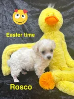 Rosco, a male Poodle - Toy  for sale in Jacksonville, TX – Photo 3 of 4