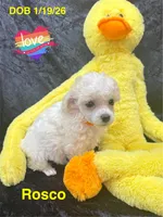 Rosco, a male Poodle - Toy  for sale in Jacksonville, TX – Photo 2 of 4