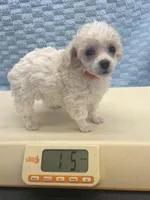 Rosco, a male Poodle - Toy  for sale in Jacksonville, TX – Photo 1 of 4