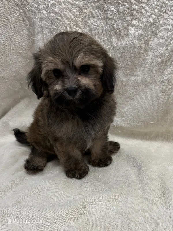 Jackson – Maltipoo puppy for sale in Jacksonville, TX