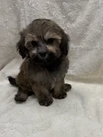Jackson, a male Maltipoo for sale in Jacksonville, TX – 1 of 2