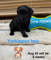 Rex, a male Yorkipoo for sale in Jacksonville, TX – 2 of 3
