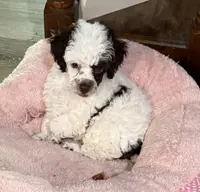 Fancy, a female Poodle - Toy  for sale in Jacksonville, TX – Photo 1 of 10