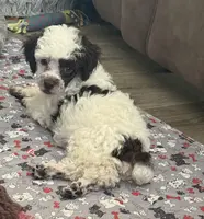 Fancy, a female Poodle - Toy  for sale in Jacksonville, TX – Photo 2 of 10