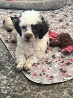 Fancy, a female Poodle - Toy  for sale in Jacksonville, TX – Photo 4 of 10