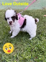 Fancy, a female Poodle - Toy  for sale in Jacksonville, TX – Photo 5 of 10