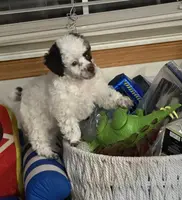 Fancy, a female Poodle - Toy  for sale in Jacksonville, TX – Photo 3 of 10