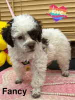 Fancy, a female Poodle - Toy  for sale in Jacksonville, TX – Photo 9 of 10