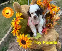 Fancy, a female Poodle - Toy  for sale in Jacksonville, TX – Photo 6 of 10