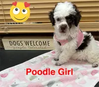 Fancy, a female Poodle - Toy  for sale in Jacksonville, TX – Photo 7 of 10