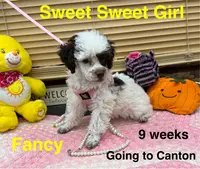 Fancy, a female Poodle - Toy  for sale in Jacksonville, TX – Photo 10 of 10