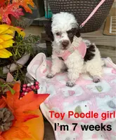 Fancy, a female Poodle - Toy  for sale in Jacksonville, TX – Photo 8 of 10