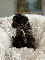 Cookie, a male Miniature Aussiedoodle for sale in New Columbia, PA – 3 of 7
