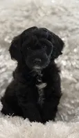Teddy, a male Miniature Aussiedoodle for sale in New Columbia, PA – 3 of 4