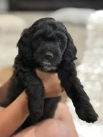 Teddy, a male Miniature Aussiedoodle for sale in New Columbia, PA – 4 of 4