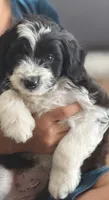 Charlie, a male Miniature Aussiedoodle for sale in New Columbia, PA – 4 of 5