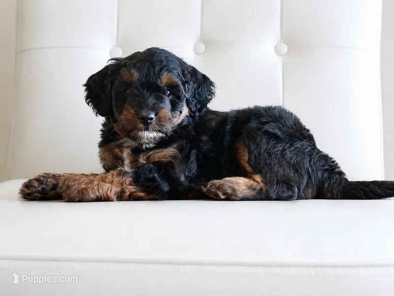 Reggie – Miniature Aussiedoodle puppy for sale in New Columbia, PA