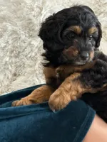 Mia, a female Miniature Aussiedoodle for sale in New Columbia, PA – 2 of 4