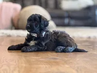 Rosie, a female Miniature Aussiedoodle for sale in New Columbia, PA – 2 of 2