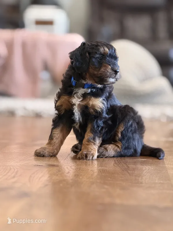 Reggie – Miniature Aussiedoodle puppy for sale in New Columbia, PA