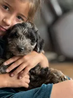 Cookie, a male Miniature Aussiedoodle for sale in New Columbia, PA – 2 of 7