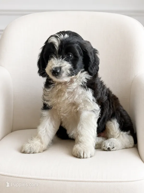 Charlie – Miniature Aussiedoodle puppy for sale in New Columbia, PA