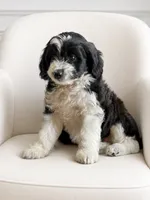 Charlie, a male Miniature Aussiedoodle for sale in New Columbia, PA – 5 of 5