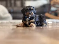 Reggie, a male Miniature Aussiedoodle for sale in New Columbia, PA – 3 of 4