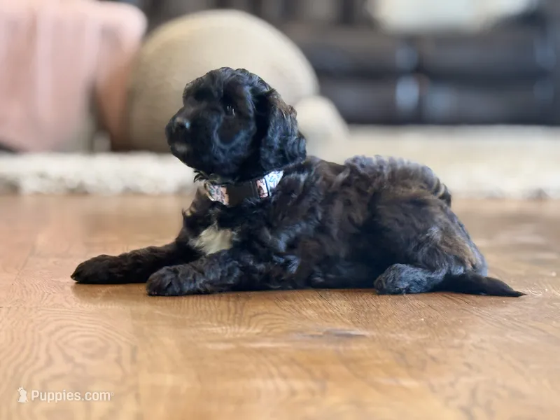 Rosie – Miniature Aussiedoodle puppy for sale in New Columbia, PA