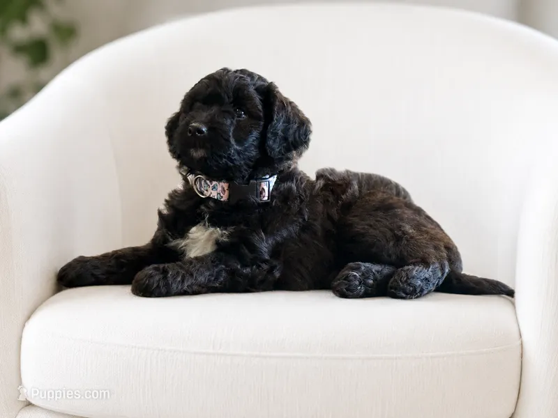 Rosie – Miniature Aussiedoodle puppy for sale in New Columbia, PA