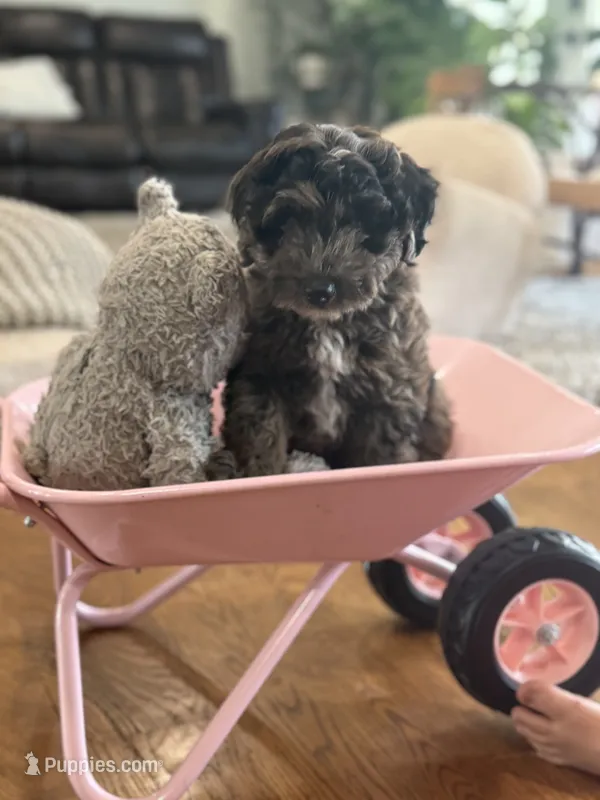 Cookie – Miniature Aussiedoodle puppy for sale in New Columbia, PA