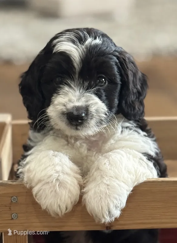 Charlie – Miniature Aussiedoodle puppy for sale in New Columbia, PA