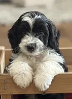 Charlie, a male Miniature Aussiedoodle for sale in New Columbia, PA – 1 of 5