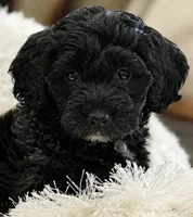Teddy, a male Miniature Aussiedoodle for sale in New Columbia, PA – 1 of 4