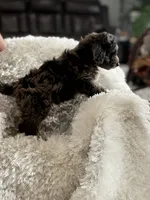 Cookie, a male Miniature Aussiedoodle for sale in New Columbia, PA – 5 of 7