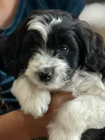 Charlie, a male Miniature Aussiedoodle for sale in New Columbia, PA – 3 of 5