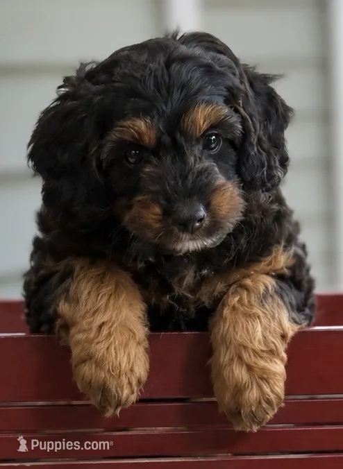 Mia – Miniature Aussiedoodle puppy for sale in New Columbia, PA