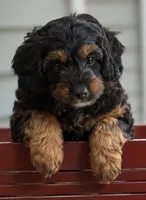 Mia, a female Miniature Aussiedoodle for sale in New Columbia, PA – 1 of 4