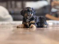 Reggie, a male Miniature Aussiedoodle for sale in New Columbia, PA – 2 of 4
