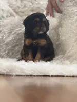 Mia, a female Miniature Aussiedoodle for sale in New Columbia, PA – 4 of 4