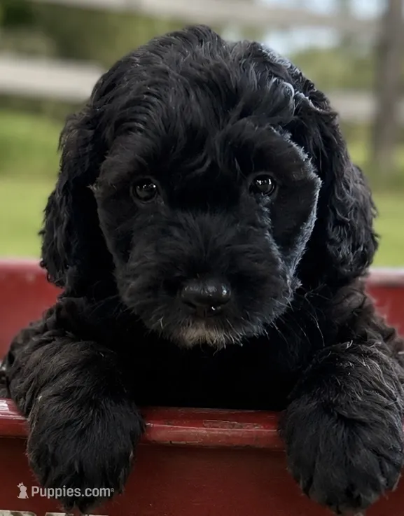 Teddy – Miniature Aussiedoodle puppy for sale in New Columbia, PA