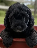 Teddy, a male Miniature Aussiedoodle for sale in New Columbia, PA – 2 of 4
