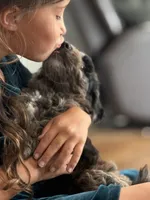 Cookie, a male Miniature Aussiedoodle for sale in New Columbia, PA – 7 of 7