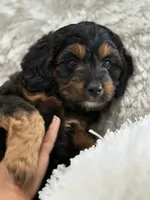 Mia, a female Miniature Aussiedoodle for sale in New Columbia, PA – 3 of 4